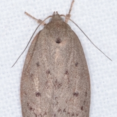 Heliocausta undescribed species at Melba, ACT - 3 Apr 2021