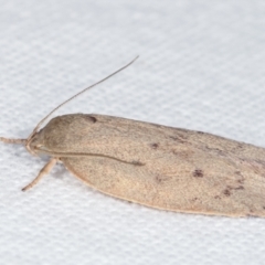 Heliocausta undescribed species at Melba, ACT - 3 Apr 2021