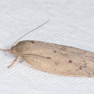 Heliocausta undescribed species at Melba, ACT - 3 Apr 2021 08:42 PM