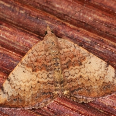 Chrysolarentia mecynata (Mecynata Carpet Moth) at Melba, ACT - 3 Apr 2021 by kasiaaus