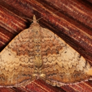 Chrysolarentia mecynata at Melba, ACT - 3 Apr 2021