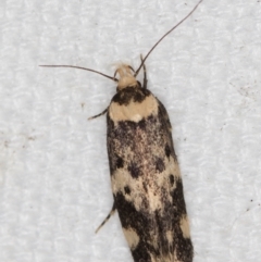 Sphyrelata amotella (A Concealer moth (Barea Group) at Melba, ACT - 10 Mar 2021 by Bron