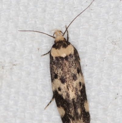 Sphyrelata amotella (A Concealer moth (Barea Group) at Melba, ACT - 10 Mar 2021 by Bron