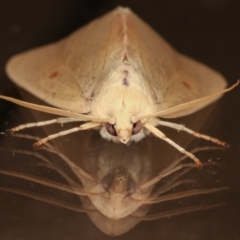 Plesanemma fucata (Lemon Gum Moth) at Melba, ACT - 3 Apr 2021 by kasiaaus