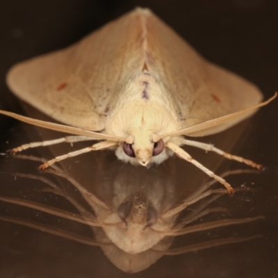 Plesanemma fucata (Lemon Gum Moth) at Melba, ACT - 3 Apr 2021 by kasiaaus
