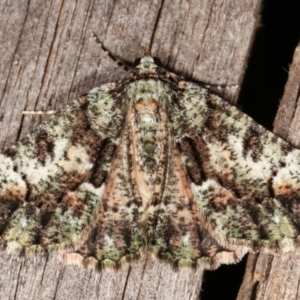 Aeolochroma metarhodata at Melba, ACT - 3 Apr 2021 10:42 PM