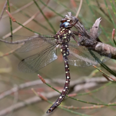 Dendroaeschna conspersa (Wide-faced Darner) at Acton, ACT - 10 Apr 2021 by Lindell