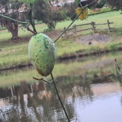 Araujia sericifera at Greenway, ACT - 8 Apr 2021