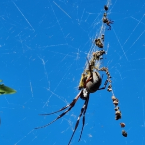 Trichonephila edulis at Isaacs, ACT - suppressed