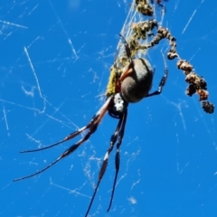 Trichonephila edulis at Isaacs, ACT - suppressed