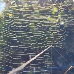 Trichonephila edulis at Isaacs, ACT - suppressed