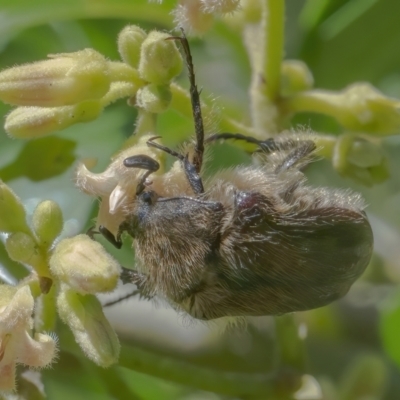 Bisallardiana gymnopleura (Brown flower chafer) at ANBG - 26 Feb 2021 by WHall