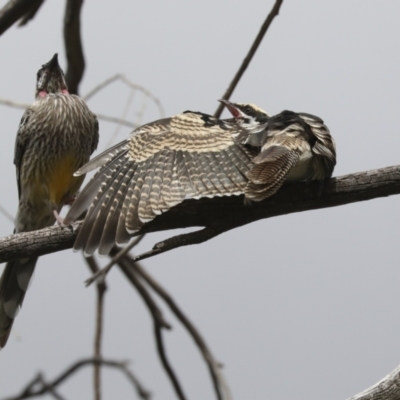 Eudynamys orientalis (Pacific Koel) at Higgins, ACT - 10 Apr 2021 by AlisonMilton