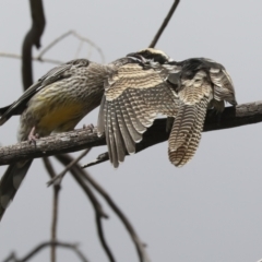 Eudynamys orientalis at Higgins, ACT - 10 Apr 2021