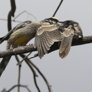 Eudynamys orientalis at Higgins, ACT - 10 Apr 2021