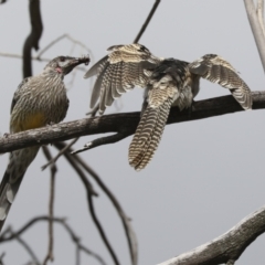 Eudynamys orientalis at Higgins, ACT - 10 Apr 2021