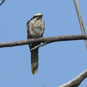 Eudynamys orientalis at Higgins, ACT - 10 Apr 2021