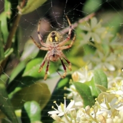 Salsa fuliginata (Sooty Orb-weaver) at Albury - 29 Nov 2020 by Kyliegw