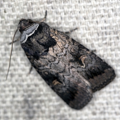 Proteuxoa restituta (Black-bodied Noctuid) at O'Connor, ACT - 5 Apr 2021 by ibaird