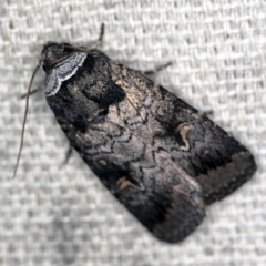 Proteuxoa restituta (Black-bodied Noctuid) at O'Connor, ACT - 5 Apr 2021 by ibaird