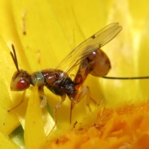 Megastigmus sp. (genus) at Acton, ACT - 9 Apr 2021