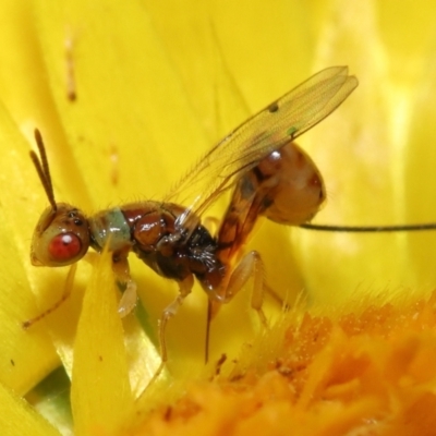 Megastigmus sp. (genus) (Parasitic wasp) at Acton, ACT - 9 Apr 2021 by TimL