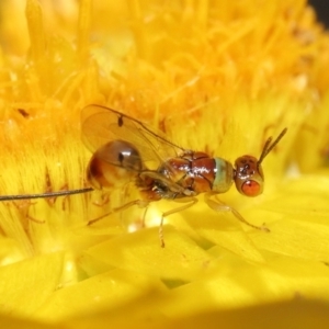 Megastigmus sp. (genus) at Acton, ACT - 9 Apr 2021