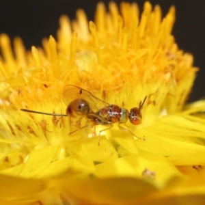 Megastigmus sp. (genus) at Acton, ACT - 9 Apr 2021