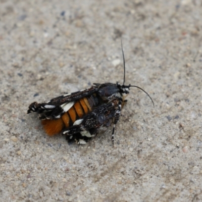 Agaristinae (subfamily) (A Day-Flying Moth) at Hume, ACT - 10 Apr 2021 by RodDeb