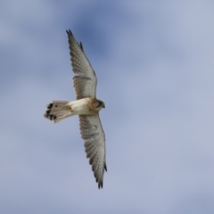Falco cenchroides (Nankeen Kestrel) at Hume, ACT - 10 Apr 2021 by RodDeb