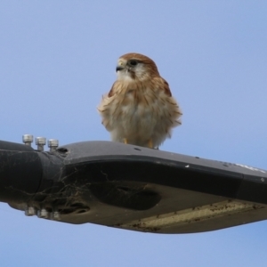 Falco cenchroides at Hume, ACT - 10 Apr 2021