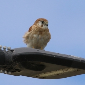 Falco cenchroides at Hume, ACT - 10 Apr 2021