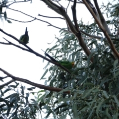 Polytelis swainsonii (Superb Parrot) at Red Hill to Yarralumla Creek - 10 Apr 2021 by Ct1000