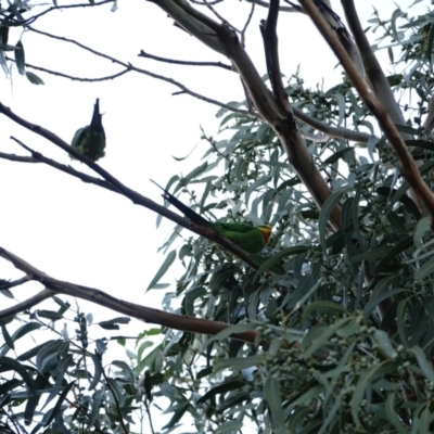 Polytelis swainsonii (Superb Parrot) at Hughes, ACT - 10 Apr 2021 by Ct1000