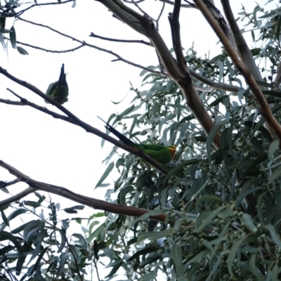 Polytelis swainsonii (Superb Parrot) at Hughes Grassy Woodland - 10 Apr 2021 by Ct1000