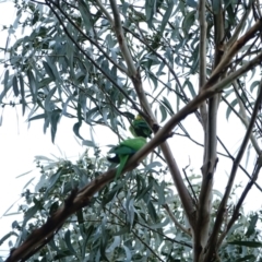 Polytelis swainsonii at Hughes, ACT - suppressed