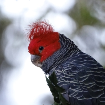 Callocephalon fimbriatum (Gang-gang Cockatoo) at Hughes, ACT - 10 Apr 2021 by Ct1000