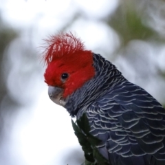 Callocephalon fimbriatum (Gang-gang Cockatoo) at Hughes, ACT - 10 Apr 2021 by Ct1000