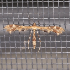 Sphenarches anisodactylus (Geranium Plume Moth) at O'Connor, ACT - 5 Apr 2021 by ibaird