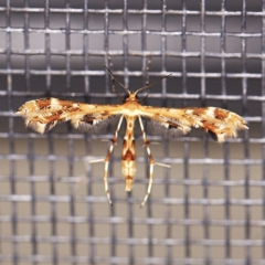 Sphenarches anisodactylus at O'Connor, ACT - 5 Apr 2021 10:25 PM