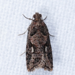 Epitymbia (genus) at Melba, ACT - 3 Apr 2021