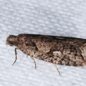 Epitymbia (genus) at Melba, ACT - 3 Apr 2021 10:46 PM