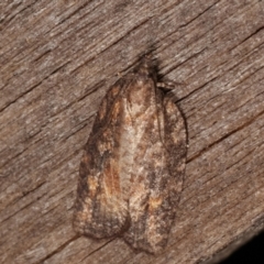 Tortricinae (subfamily) (A tortrix moth) at Melba, ACT - 3 Apr 2021 by kasiaaus