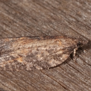 Tortricinae (subfamily) at Melba, ACT - 3 Apr 2021 10:47 PM