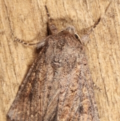 Dasygaster padockina (Tasmanian Cutworm) at Melba, ACT - 3 Apr 2021 by kasiaaus