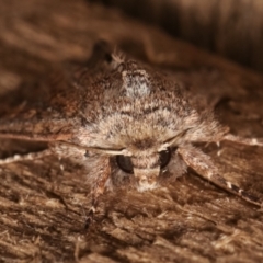 Dasygaster padockina at Melba, ACT - 3 Apr 2021