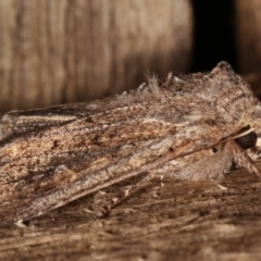 Dasygaster padockina at Melba, ACT - 3 Apr 2021