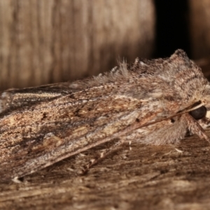 Dasygaster padockina at Melba, ACT - 3 Apr 2021