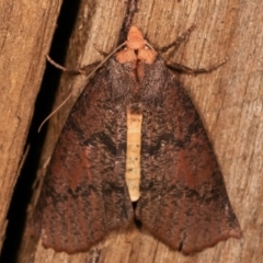 Fisera eribola (Orange-hooded Crest-moth) at Melba, ACT - 3 Apr 2021 by kasiaaus