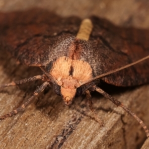 Fisera eribola at Melba, ACT - 3 Apr 2021 10:55 PM